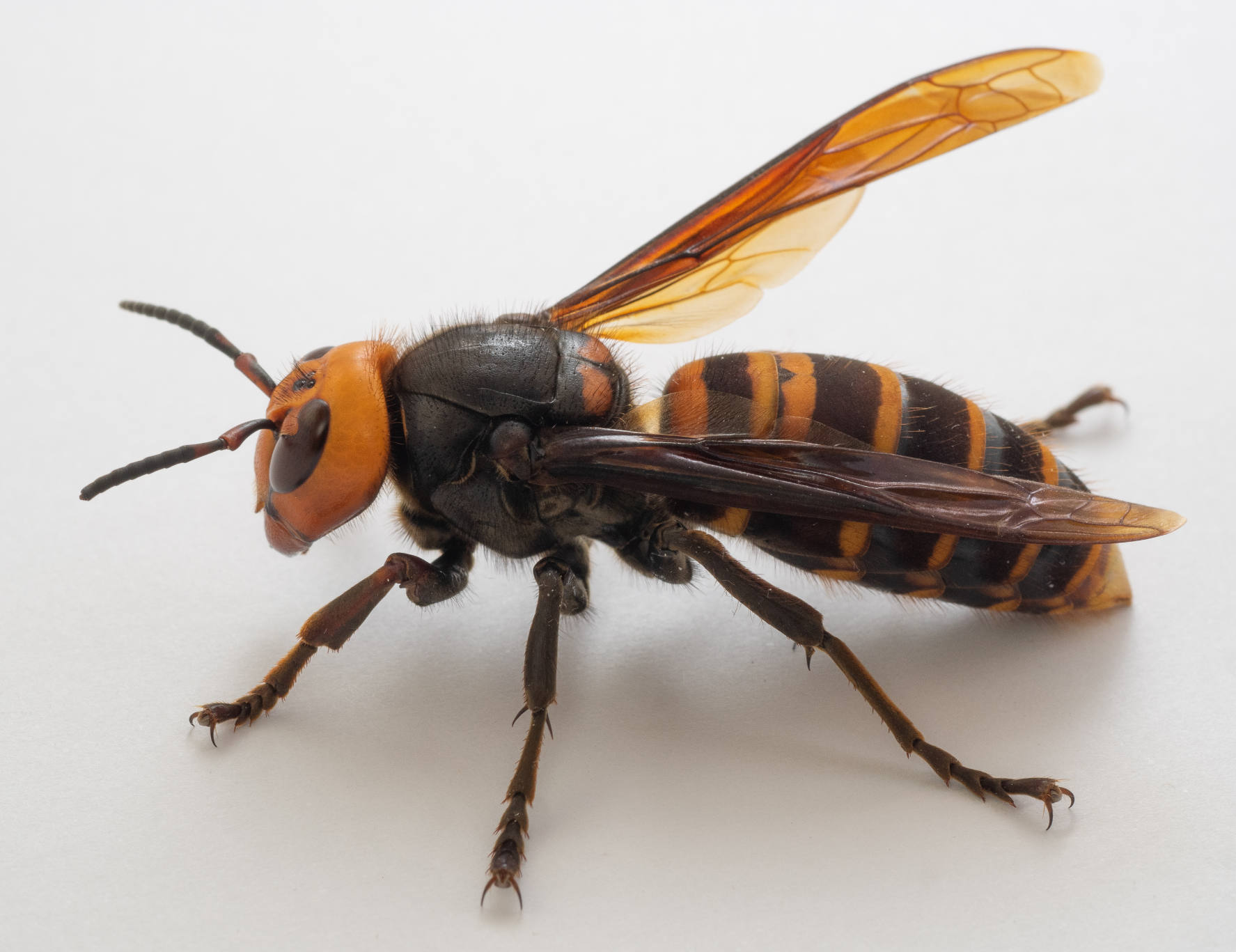 Asian Hornet recent report in Kent