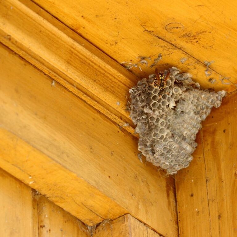Common Places Wasps Nest Around the Home