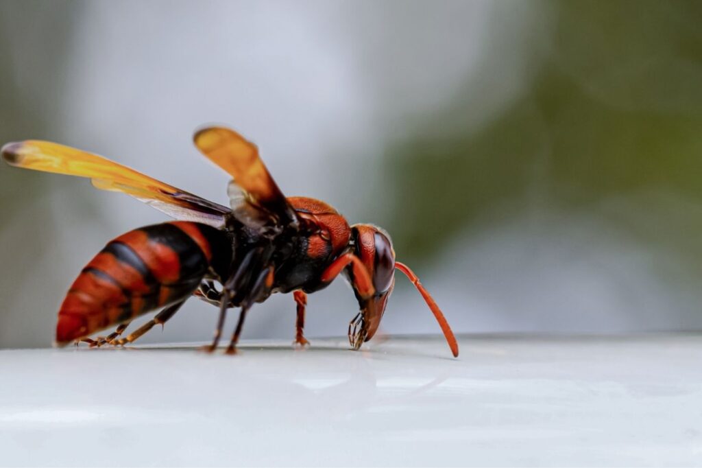 Hornet in the UK