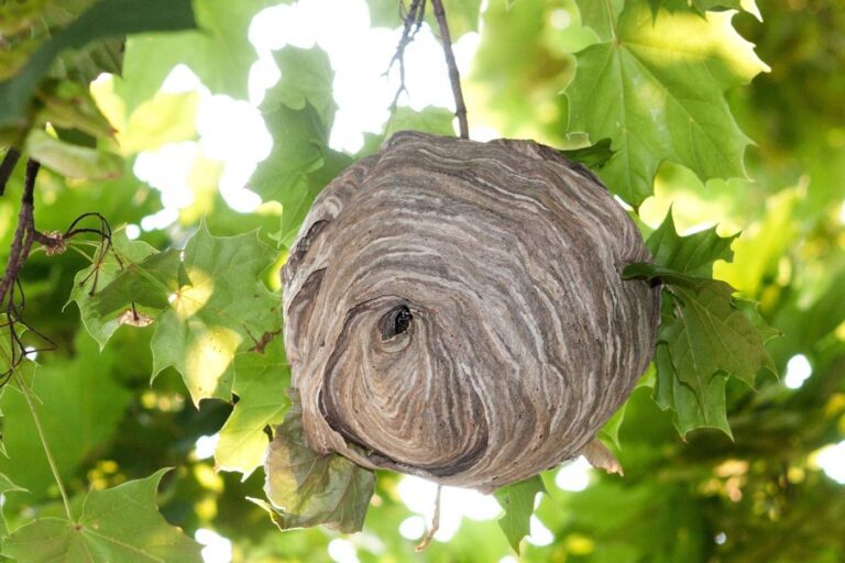 Hornet nest in garden Kent