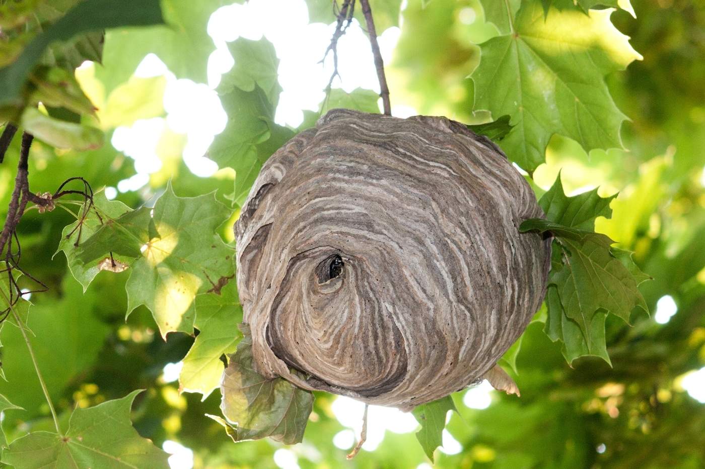 Hornet nest in garden Kent