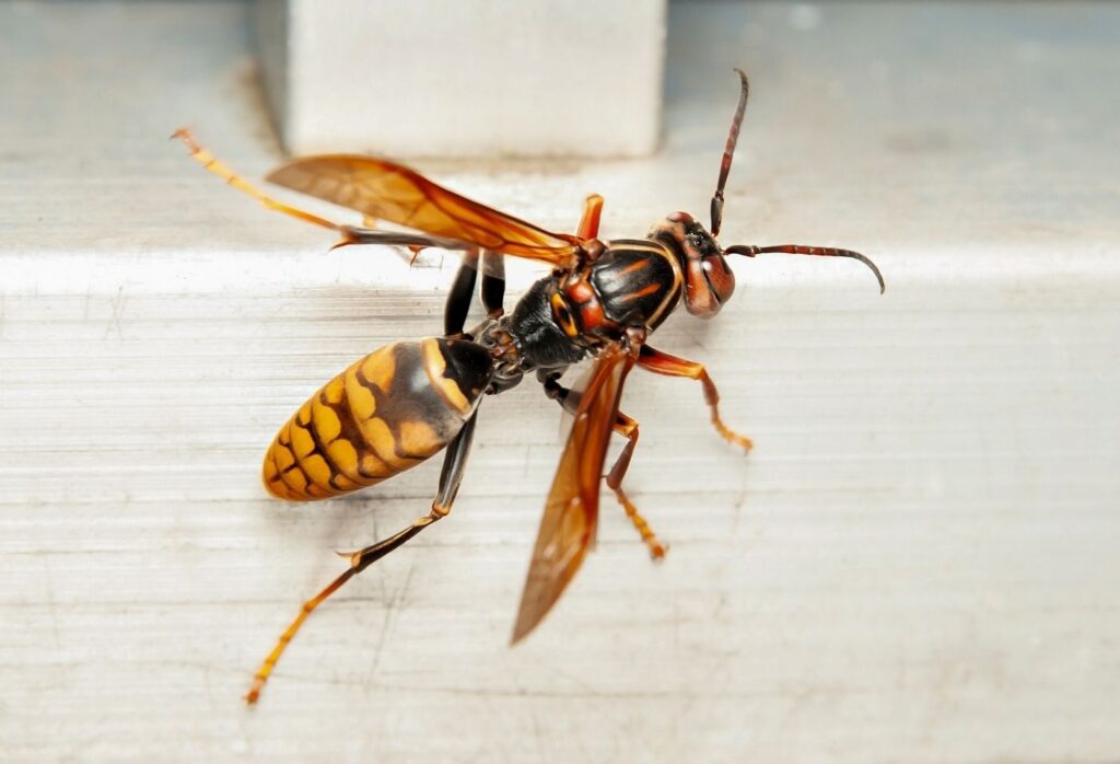 Kent Wasp Control - Asian Hornet
