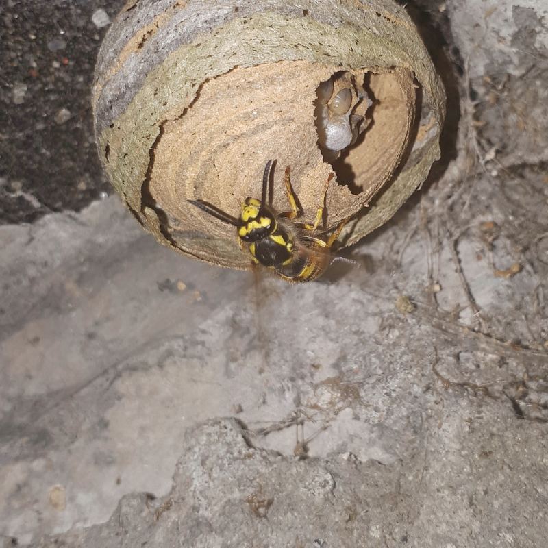 Wasp Season in Kent