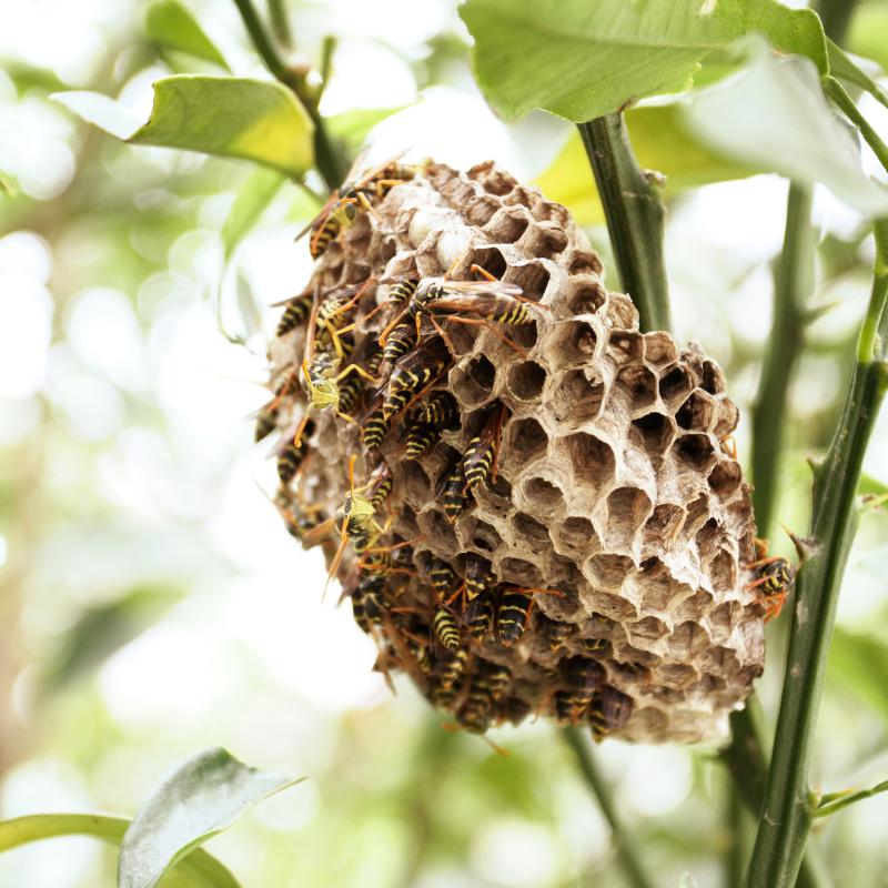Wasp nest in garden