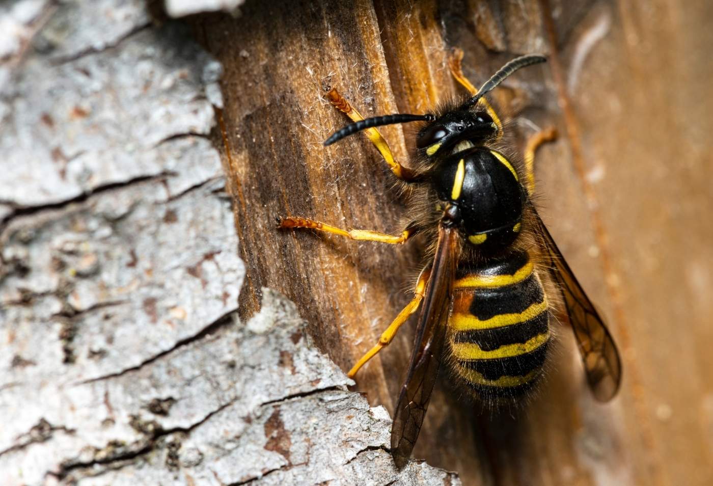 Wasps Nesting in Ashford’s Older Brick Properties