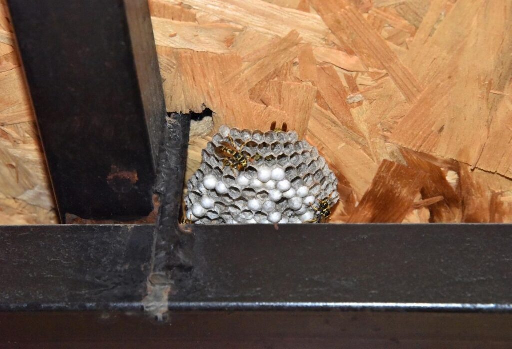 Wasps in the Loft or Attic