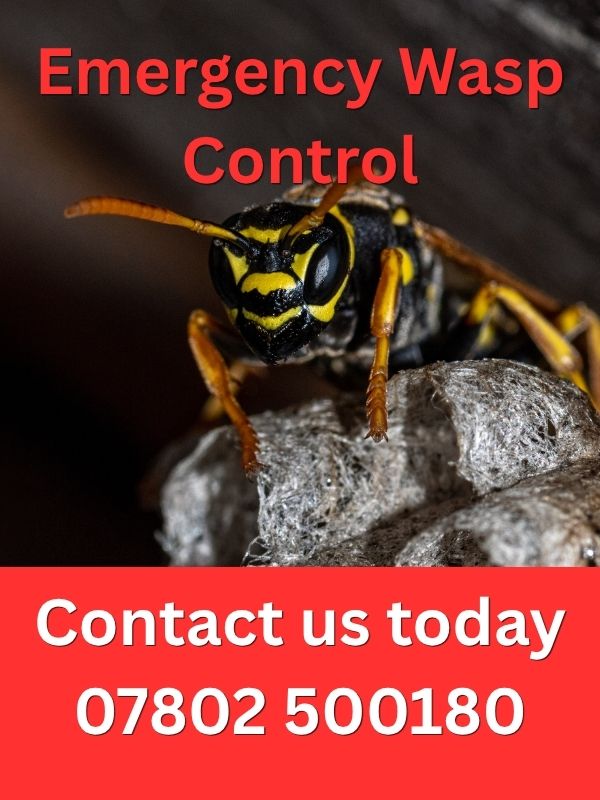 Emergency wasp control for homes and businesses in Kent
