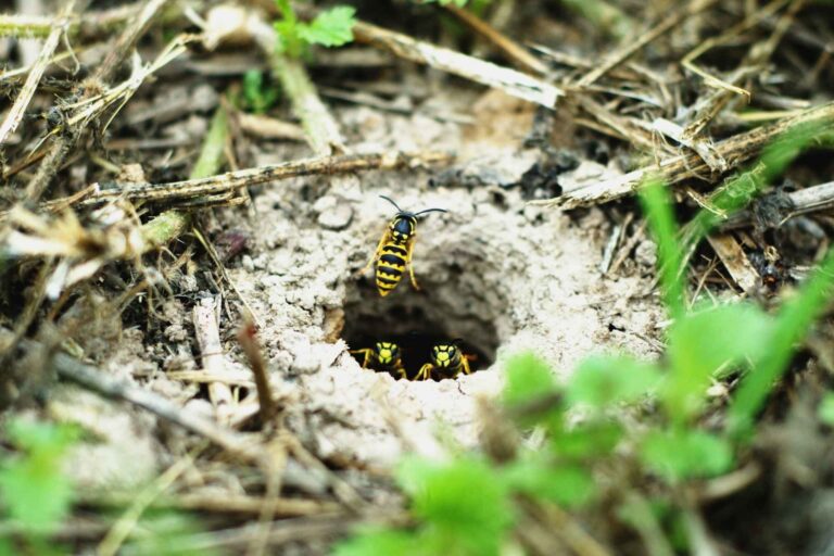 Ground Wasps in Kent: What They Are, Where They Nest and What to Do